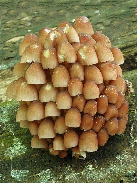 prilbička žltohlúbiková Mycena renati Quél.