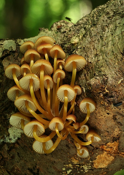 prilbička žltohlúbiková Mycena renati Quél.