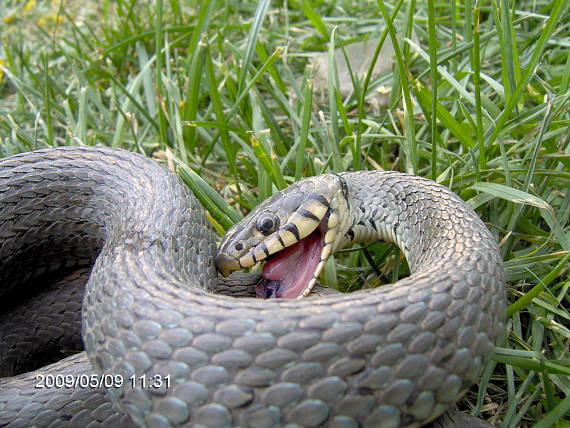 užovka obojka Natrix natrix