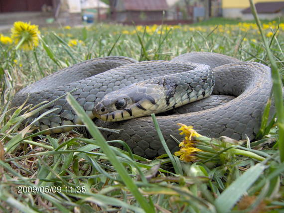 užovka obojka Natrix natrix