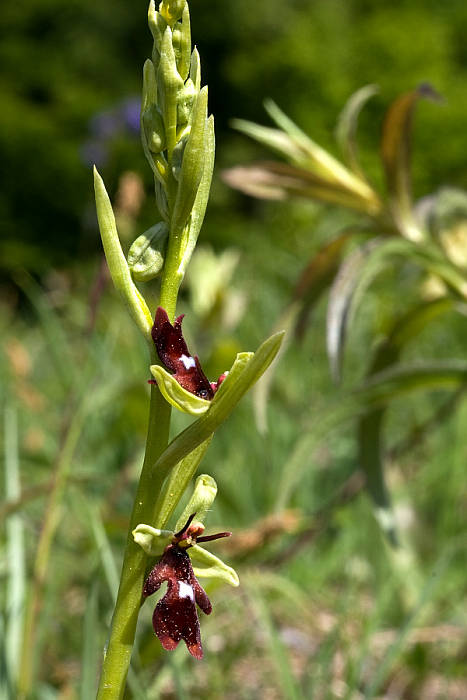 hmyzovník muchovitý Ophrys insectifera L.