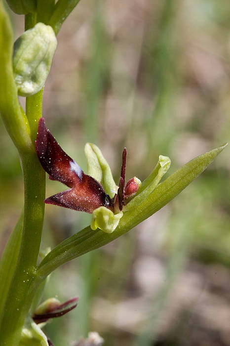 hmyzovník muchovitý Ophrys insectifera L.