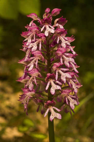 vstavač vojenský x vstavač purpurový   Orchis militaris x Orchis purpurea