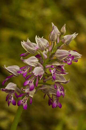 vstavač vojenský Orchis militaris L.