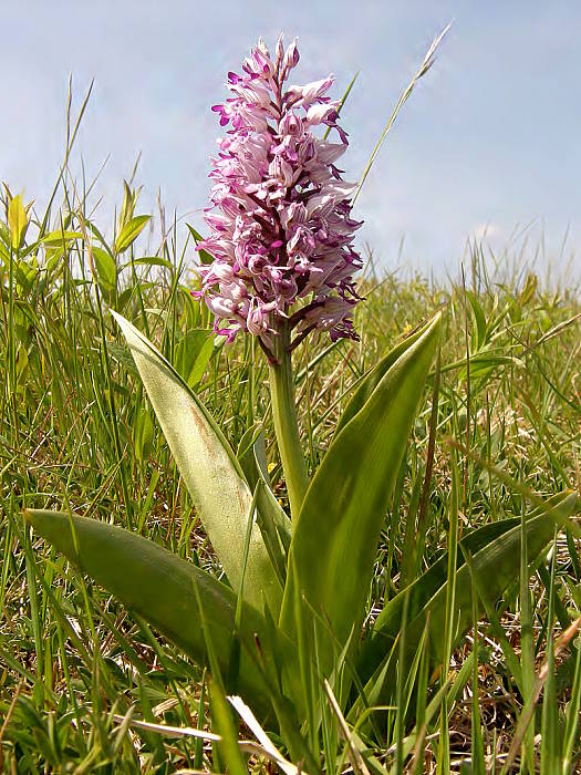 vstavač vojenský Orchis militaris L.