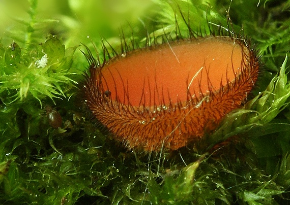 štítovnička Scutellinia sp.