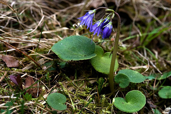 soldanelka karpatská Soldanella carpatica Vierh.