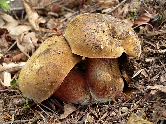 hríb zrnitohlúbikový  Sutorius luridiformis (Rostk.) G. Wu & Zhu L. Yang