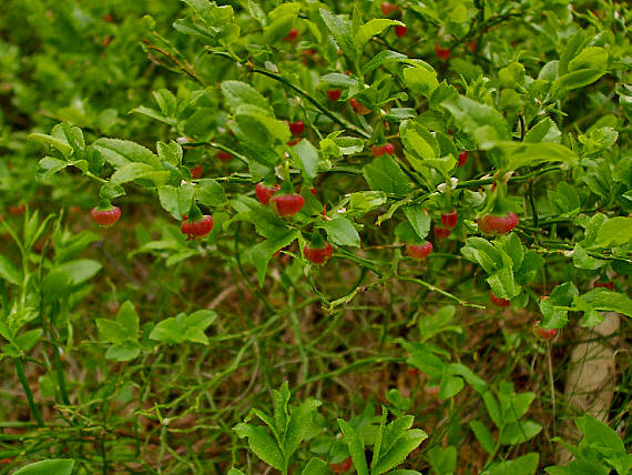 kvitnúce čučoriedky Vaccinium myrtillus L.