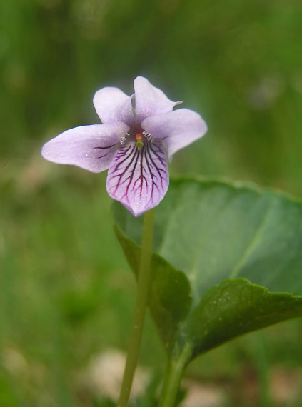 fialka močiarna - violka bahenní Viola palustris L.