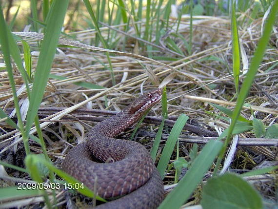 vretenica severna Vipera berus