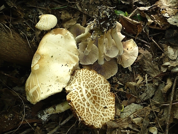 poľnička Agrocybe sp.