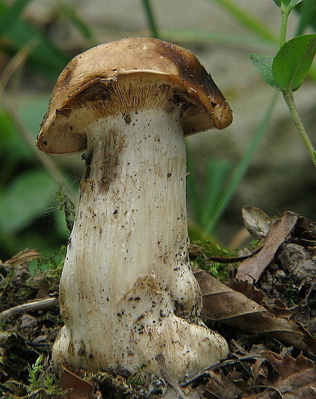 čírovnica májová Calocybe gambosa (Fr.) Donk