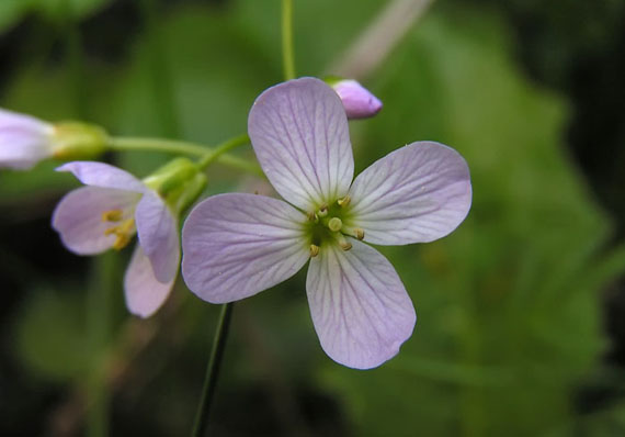 žerušnica lúčna - řeřišnice luční Cardamine pratensis L.