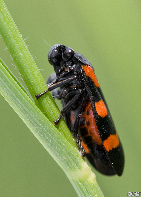 peniarka nížinná Cercopis sanguinolenta