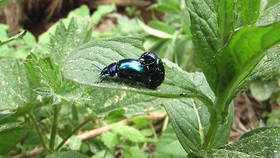 liskavka Chrysolina coerulants