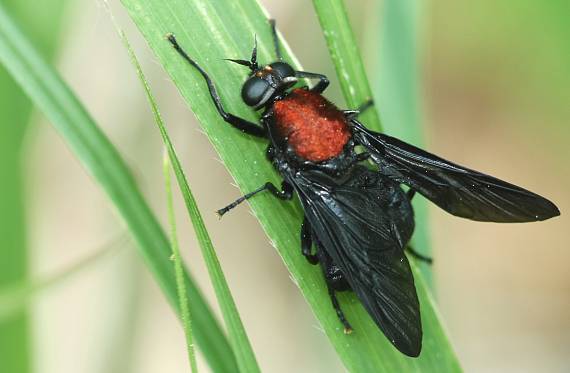 bránivka červená Clitellaria ephippium