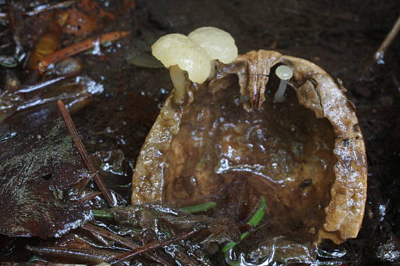 vodnička obyčajná Cudoniella clavus (Alb. & Schwein.) Dennis