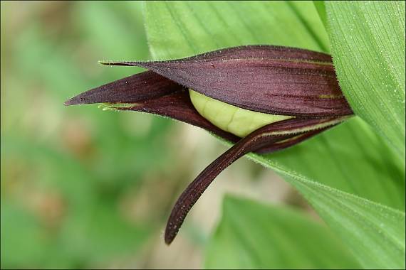 črievičník papučkový Cypripedium calceolus L.