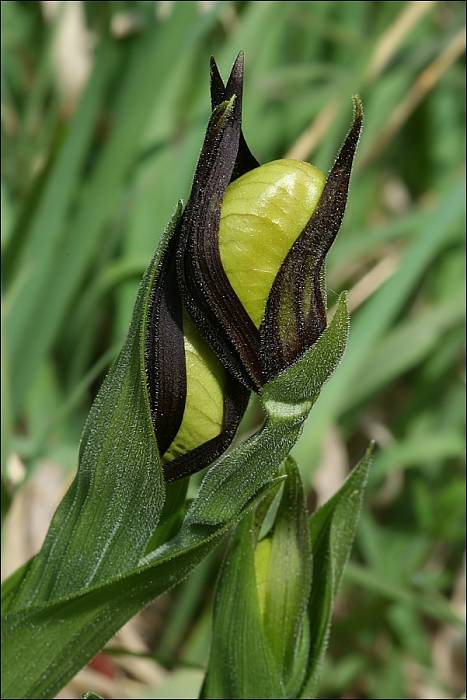 črievičník papučkový Cypripedium calceolus L.