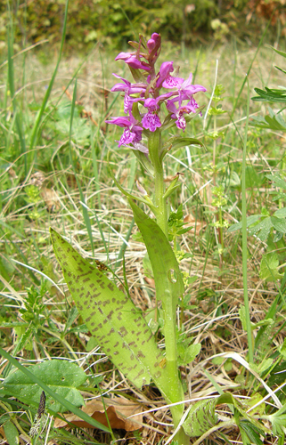 vstavačovec májový pravý Dactylorhiza majalis subsp. majalis (Reincherb.) Hunt & Summerh.