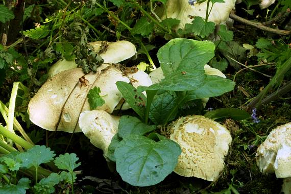 hodvábnica jarná Entoloma clypeatum (L.) P. Kumm.