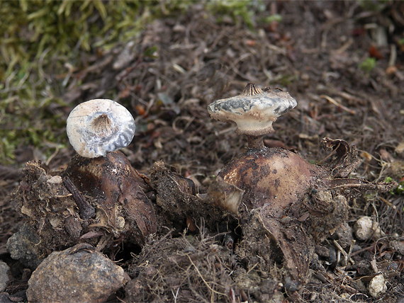 hviezdovka golierikovitá Geastrum striatum DC.