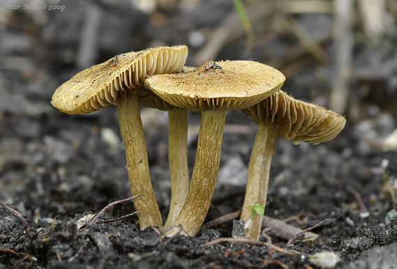 vláknica  Inocybe sp.