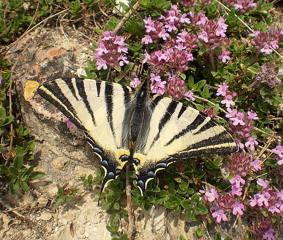 vidlochvost ovocný Iphiclides podalirius