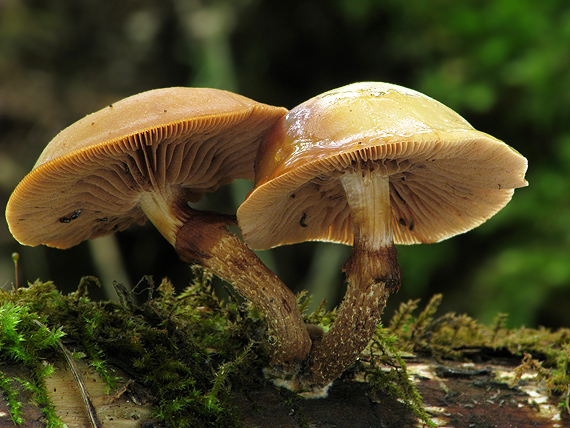 šupinačka menlivá Kuehneromyces mutabilis (Schaeff.) Singer & A.H. Sm.