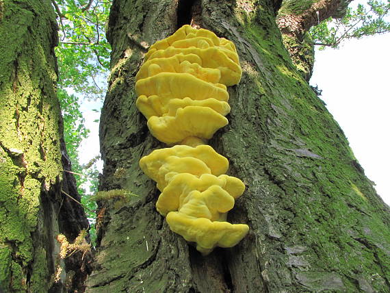 sírovec obyčajný Laetiporus sulphureus (Bull.) Murrill