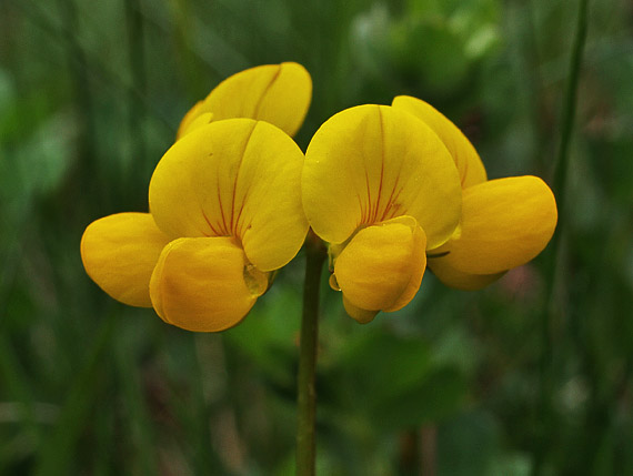 ľadenec rožkatý Lotus corniculatus L.