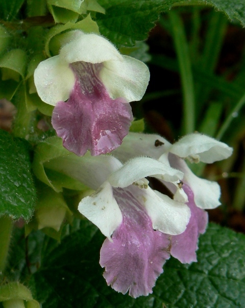 medúnka medovkolistá Melittis melissophyllum L.