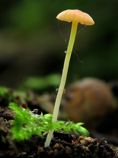 prilbička ihličková Mycena acicula (Schaeff.) P. Kumm.