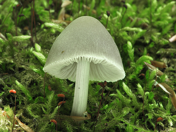 prilbička ryhovaná Mycena polygramma (Bull.) Gray