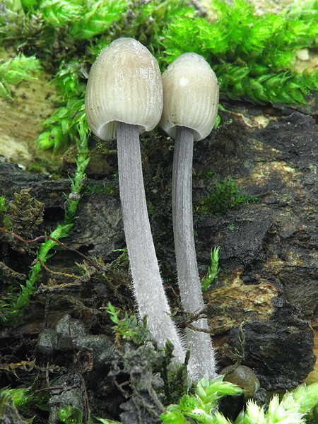 prilbička ryhovaná Mycena polygramma (Bull.) Gray