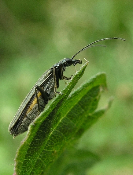 stehnáč Oedemera virescens