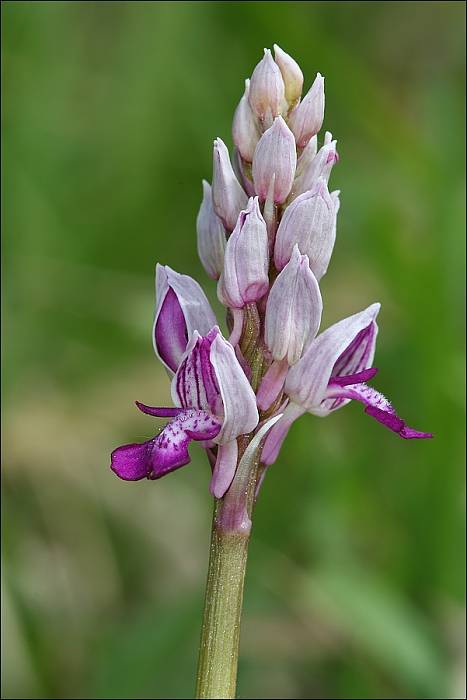 vstavač vojenský Orchis militaris L.