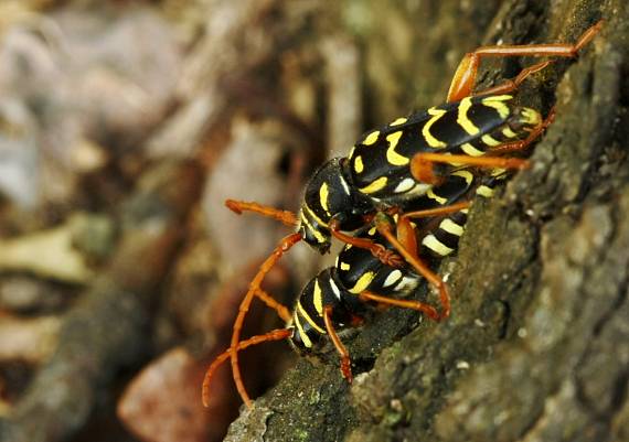 fuzáč dubový Plagionotus arcuatus