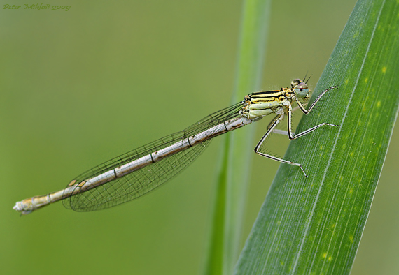 šidielko ploskonohé Platycnemis pennipes