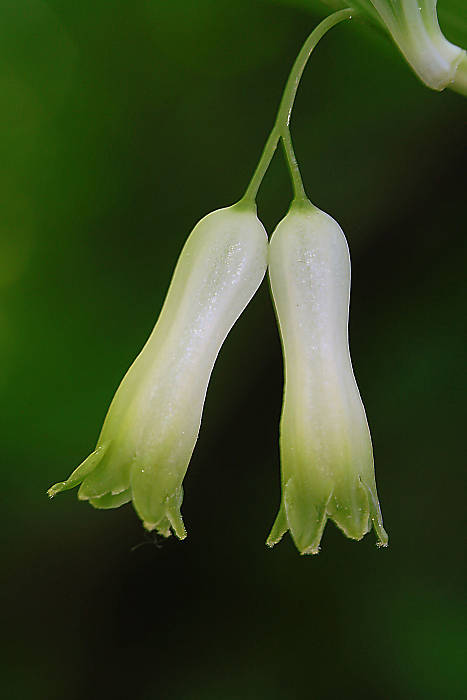 kokorík mnohokvetý Polygonatum multiflorum (L.) All.