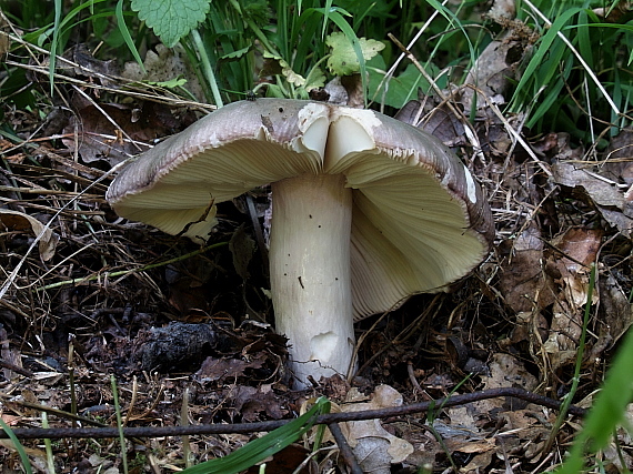 plávka strakatá Russula grisea Fr.