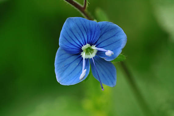 veronika Veronica sp.