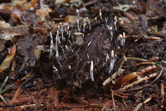 drevnatec bukový Xylaria carpophila (Pers.) Fr.