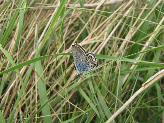 plebojus argus