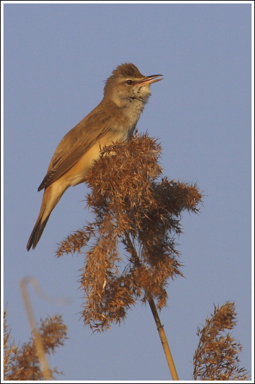 trsteniarik škriekavý Acrocephalus arundinaceus