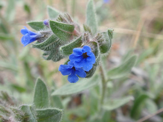 alkana farbiarska Alkanna tinctoria (L.) Tausch