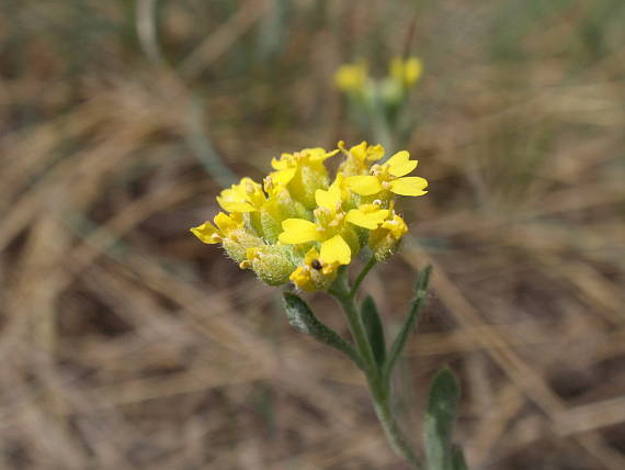 tarica kopcová gmelinova Alyssum montanum subsp. gmelinii (Jord.) Hegi et Em. Schmid