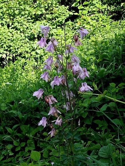 orlíček obyčajný Aquilegia vulgaris L.