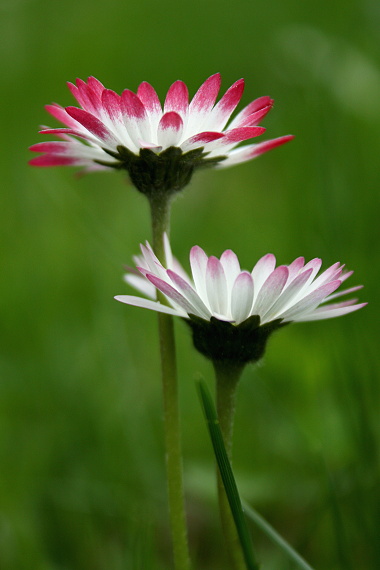 sedmokráska obyčajná - sedmikráska obecná (chudobka)  Bellis perennis L.